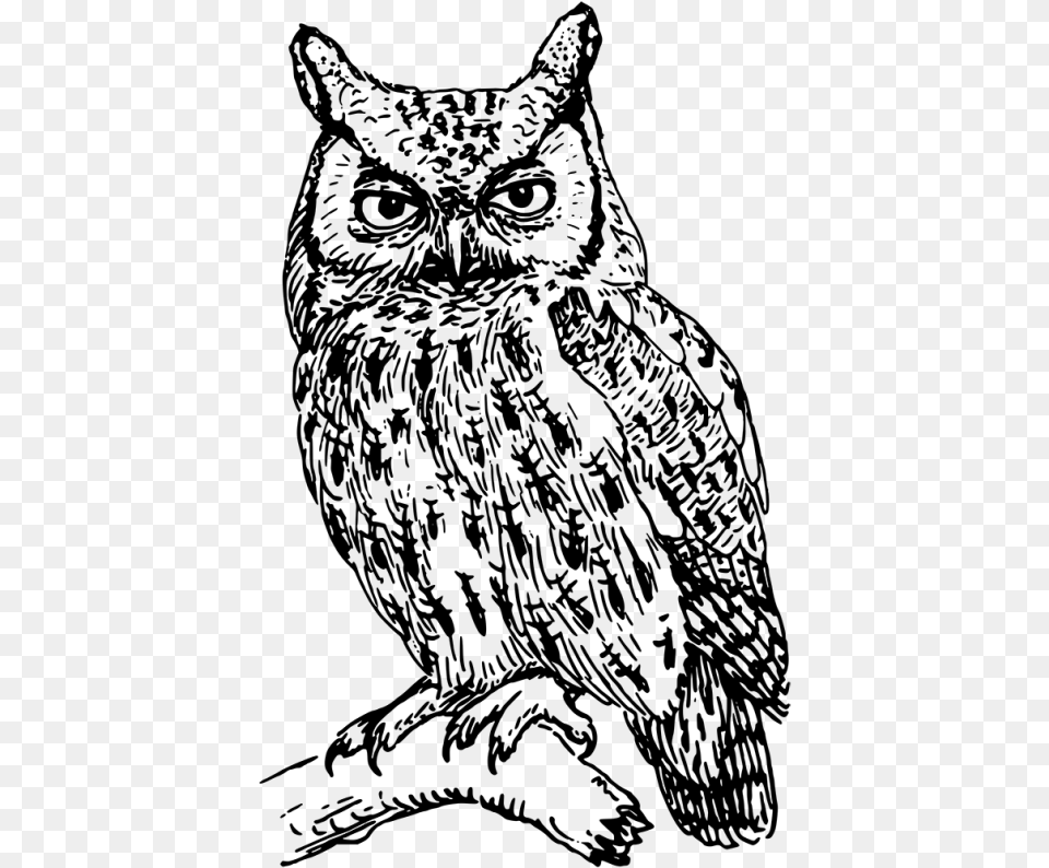 Great Horned Owl Angry Owl Clipart Clip Art Black And White Owl, Gray Png