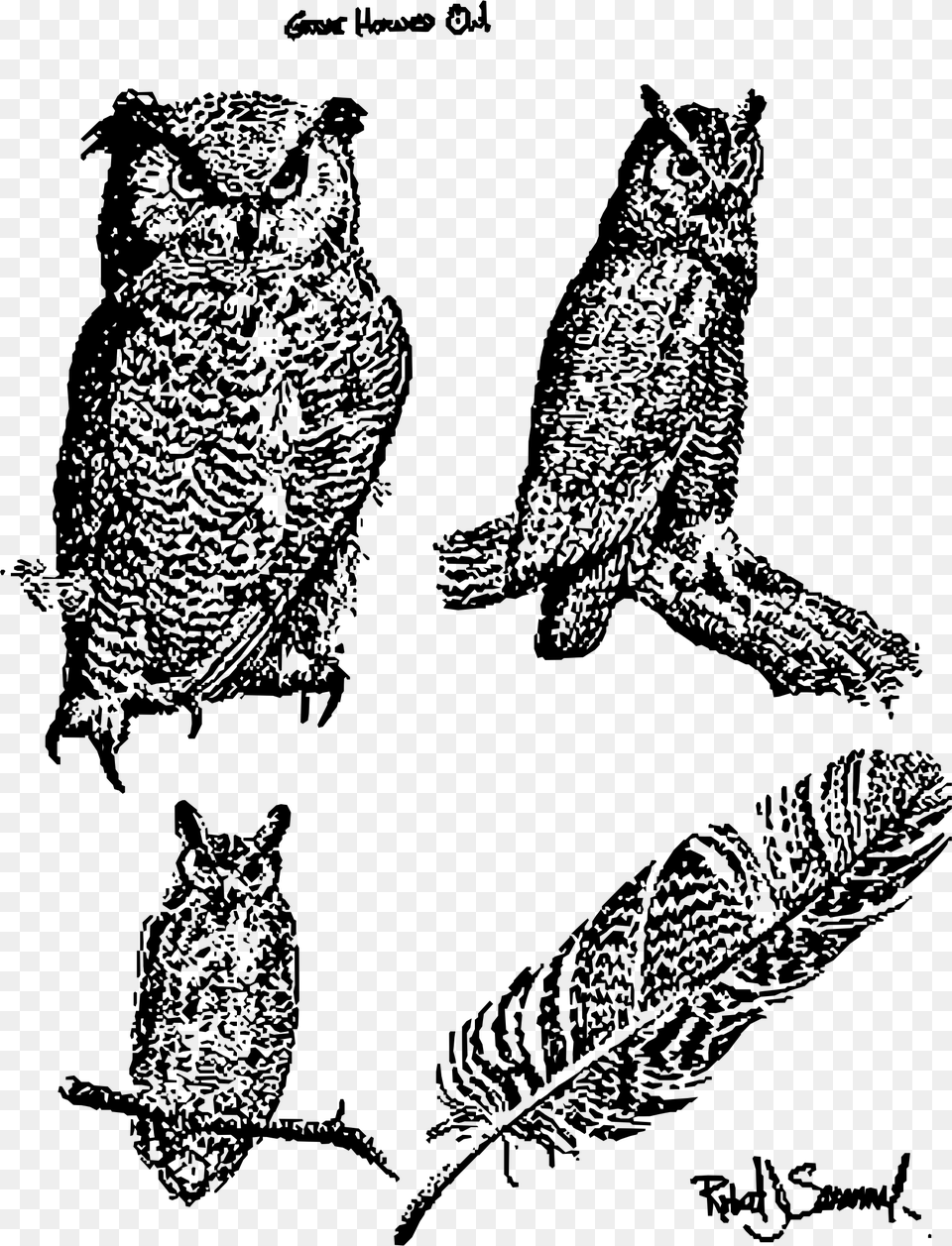 Great Horned Owl Bird Of Prey Snowy Owl Vector Great Horned Owl, Gray Free Png