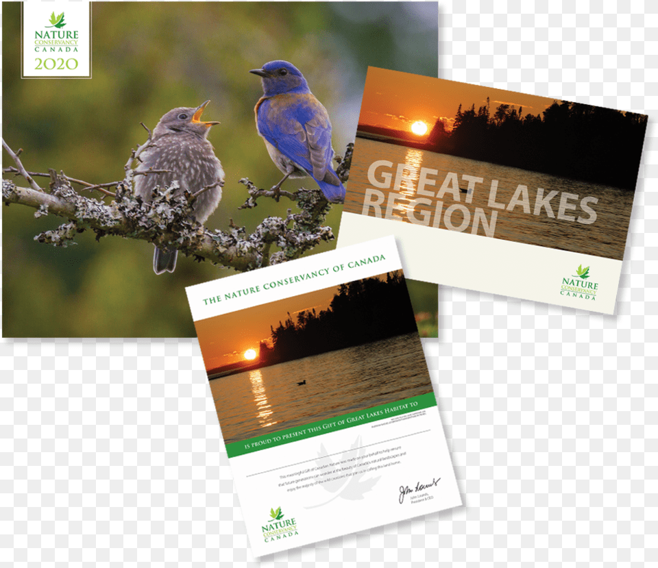Great Lakes Region Canada, Advertisement, Poster, Animal, Bird Free Transparent Png