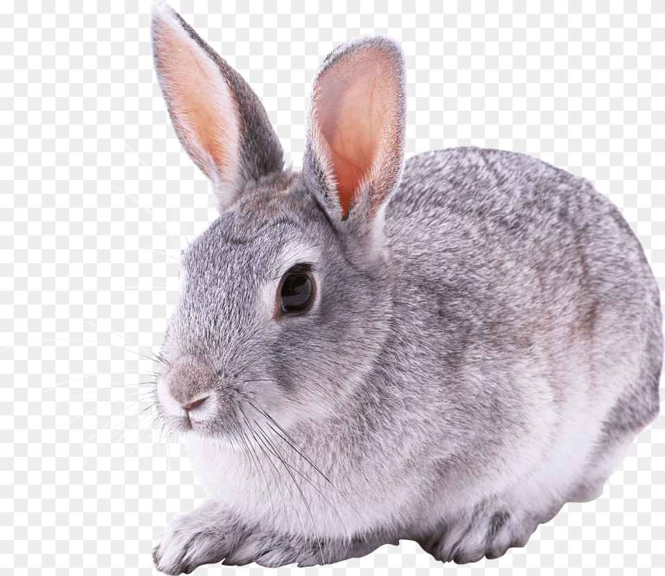 Great Rabbit Sitting Conejo, Animal, Mammal, Rat, Rodent Free Png Download