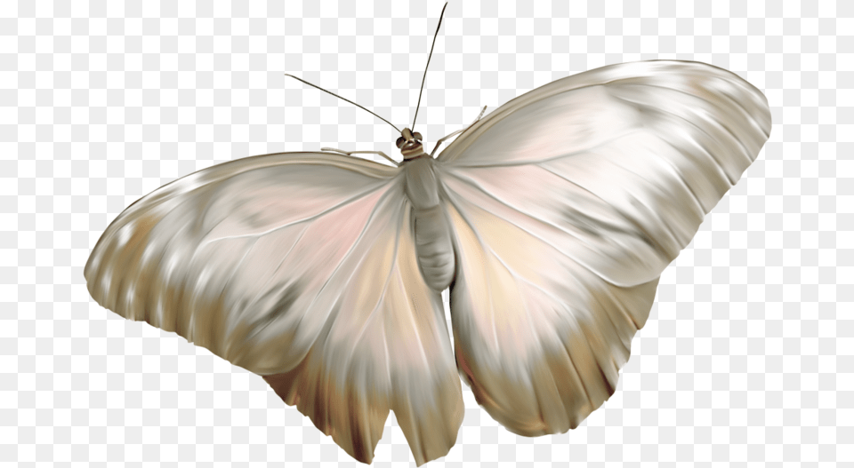 Great Southern White, Insect, Animal, Butterfly, Invertebrate Free Transparent Png