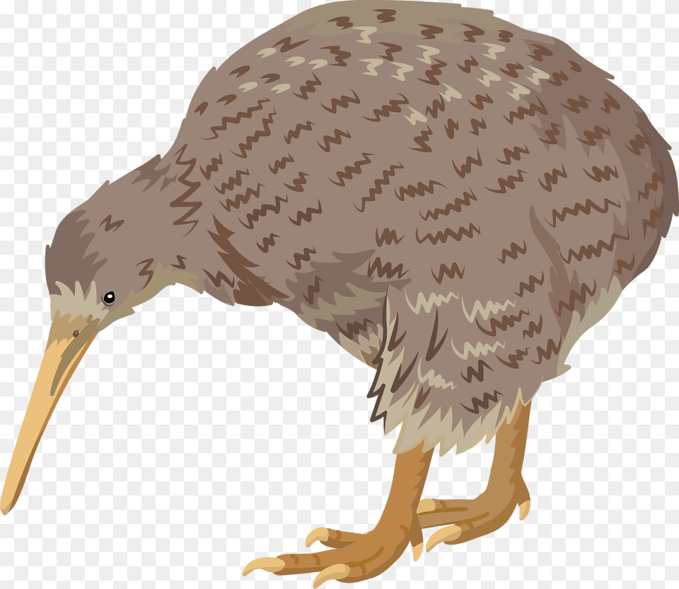 Great Spotted Kiwi Clipart, Animal, Bird, Beak, Kiwi Bird Free Png Download
