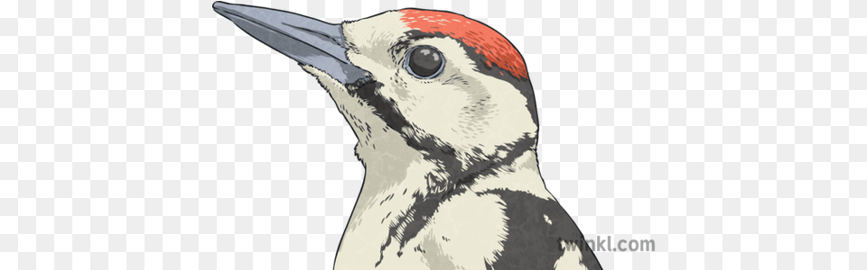 Great Spotted Woodpecker Eye Head Romulus And Remus Bird Hairy Woodpecker, Animal, Fish, Sea Life, Shark Free Png Download