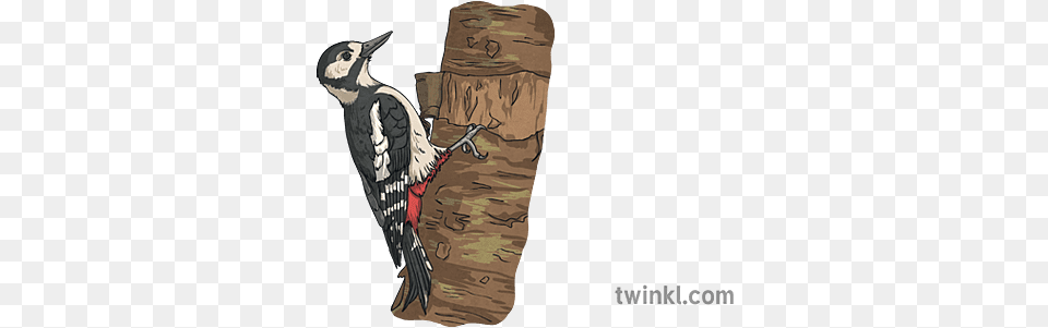 Great Spotted Woodpecker Woodland Birds Hairy Woodpecker, Plant, Tree, Animal, Bird Free Transparent Png