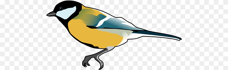 Great Tit Cartoon Clipart, Animal, Bird, Finch, Beak Free Png