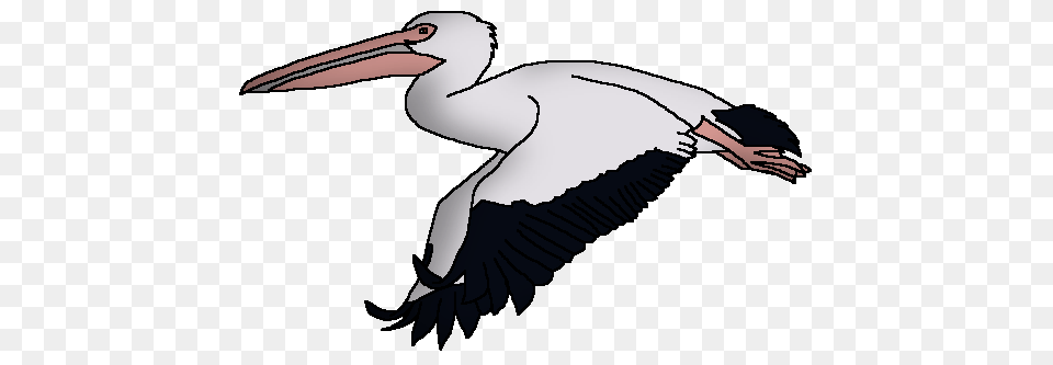 Great White Pelican Wildlife Animal Pedia Wiki Fandom Powered, Bird, Stork, Waterfowl, Person Free Transparent Png