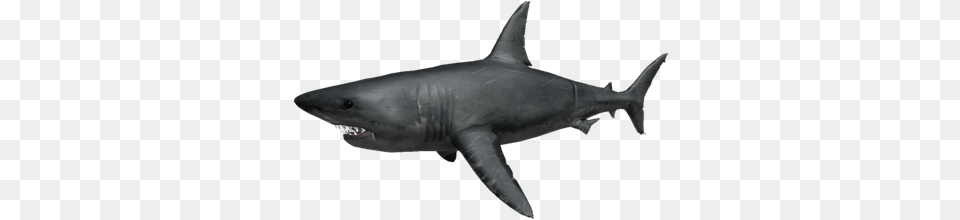 Great White Roblox Shark Bite Wiki Fandom Great White Shark Sharkbite Roblox, Animal, Fish, Sea Life, Great White Shark Png Image