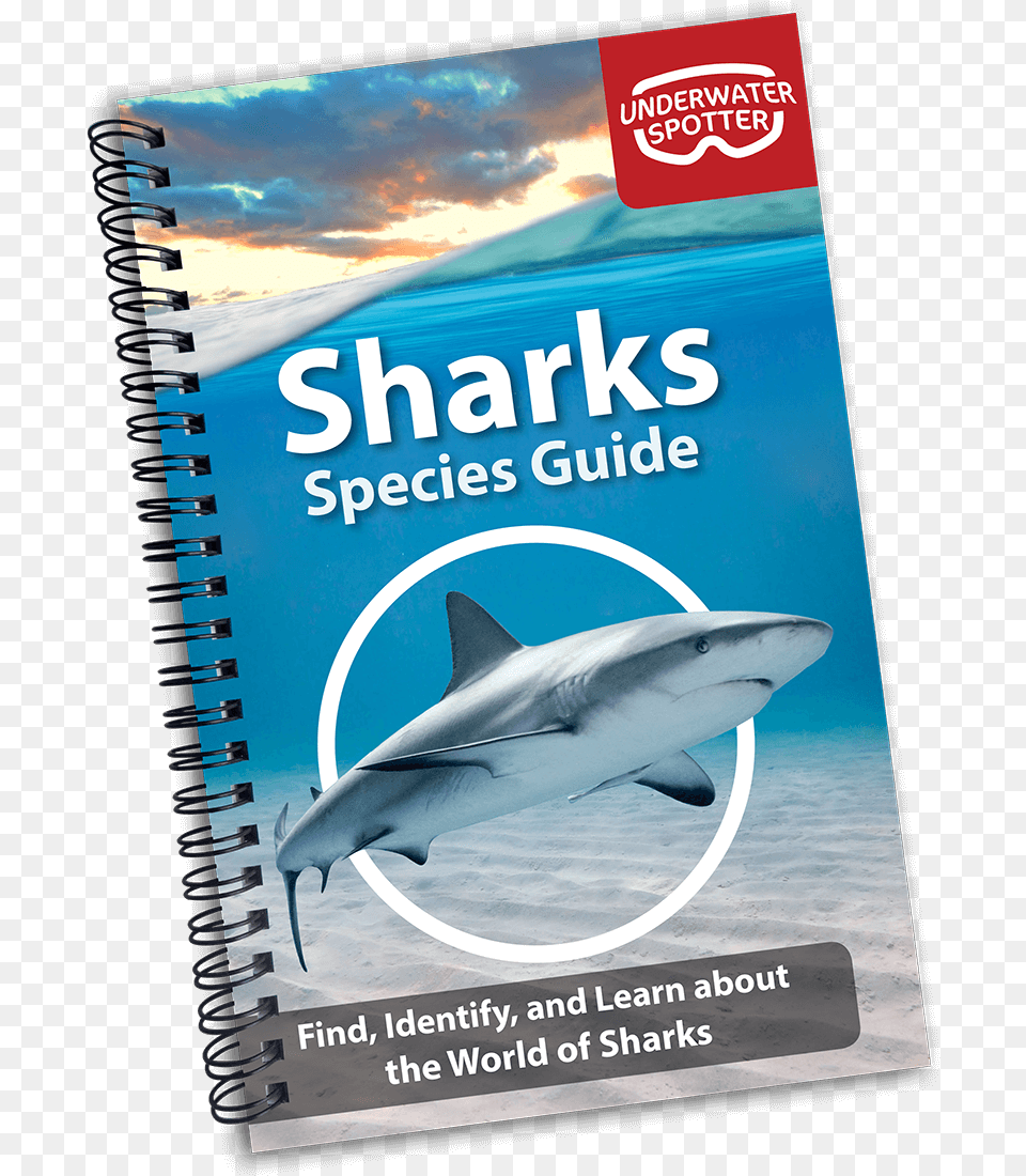 Great White Shark, Animal, Fish, Sea Life, Book Png Image