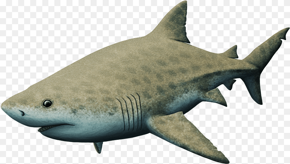 Great White Shark, Animal, Sea Life, Fish Png Image