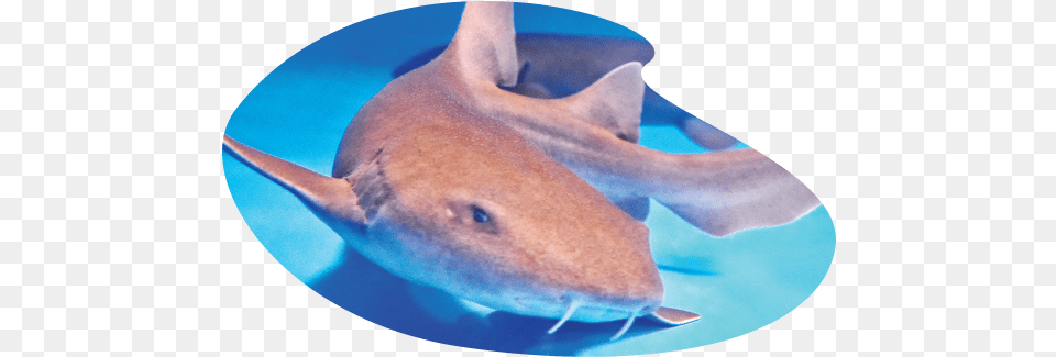 Great White Shark, Animal, Sea Life, Fish Free Png Download
