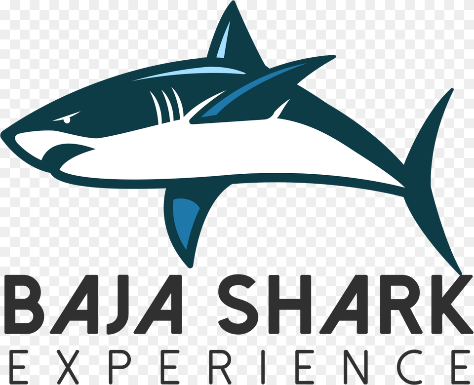 Great White Shark, Animal, Sea Life, Fish Free Png Download
