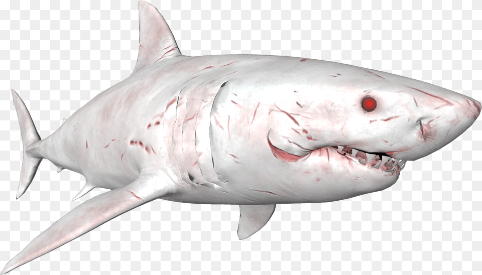 Great White Shark, Animal, Fish, Sea Life, Great White Shark Png Image