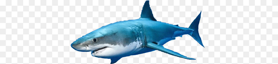 Great White Shark, Animal, Fish, Sea Life, Great White Shark Png
