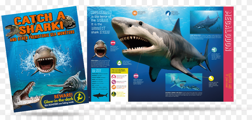 Great White Shark, Animal, Fish, Sea Life, Advertisement Free Png