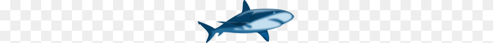 Great White Shark, Animal, Fish, Sea Life, Hot Tub Png Image