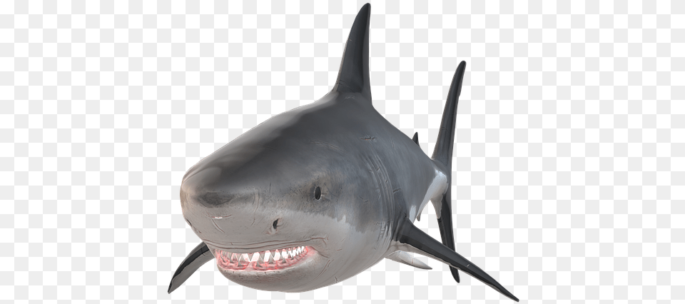 Great White Shark, Animal, Fish, Sea Life, Great White Shark Free Transparent Png