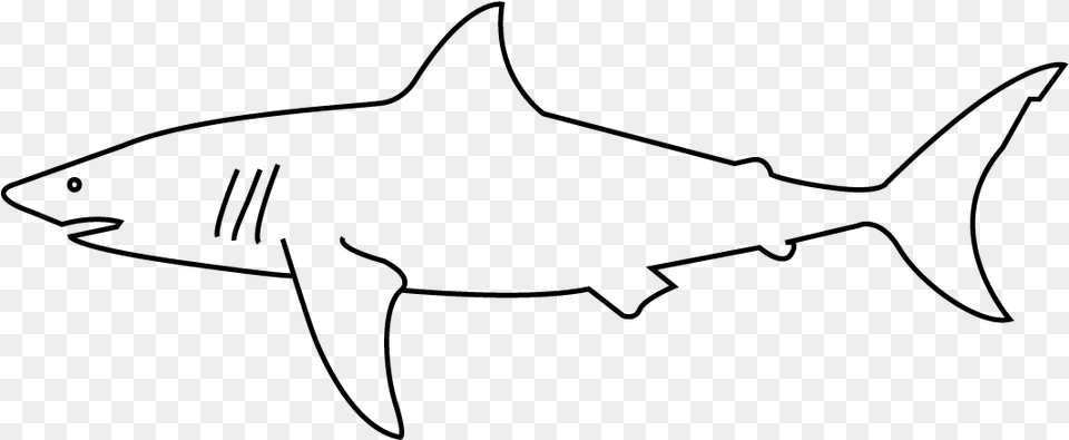 Great White Shark, Gray Png