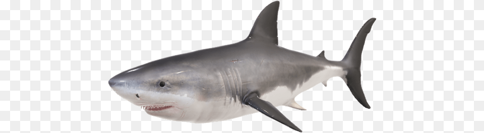Great White Shark, Animal, Fish, Sea Life Png