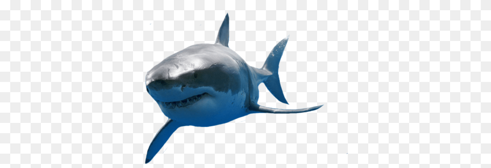 Great White Shark 4 Image Great White Shark, Animal, Sea Life, Fish, Great White Shark Free Transparent Png