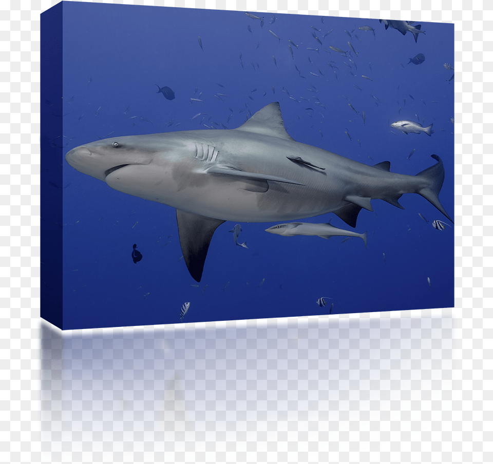 Great White Shark, Animal, Fish, Sea Life Free Transparent Png