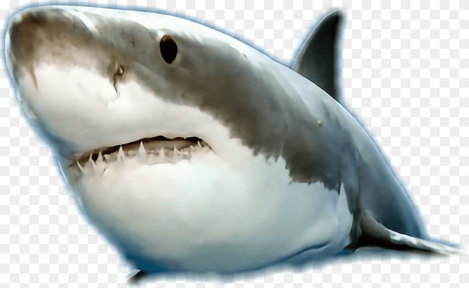 Great White Shark, Animal, Sea Life, Fish, Great White Shark Free Png Download