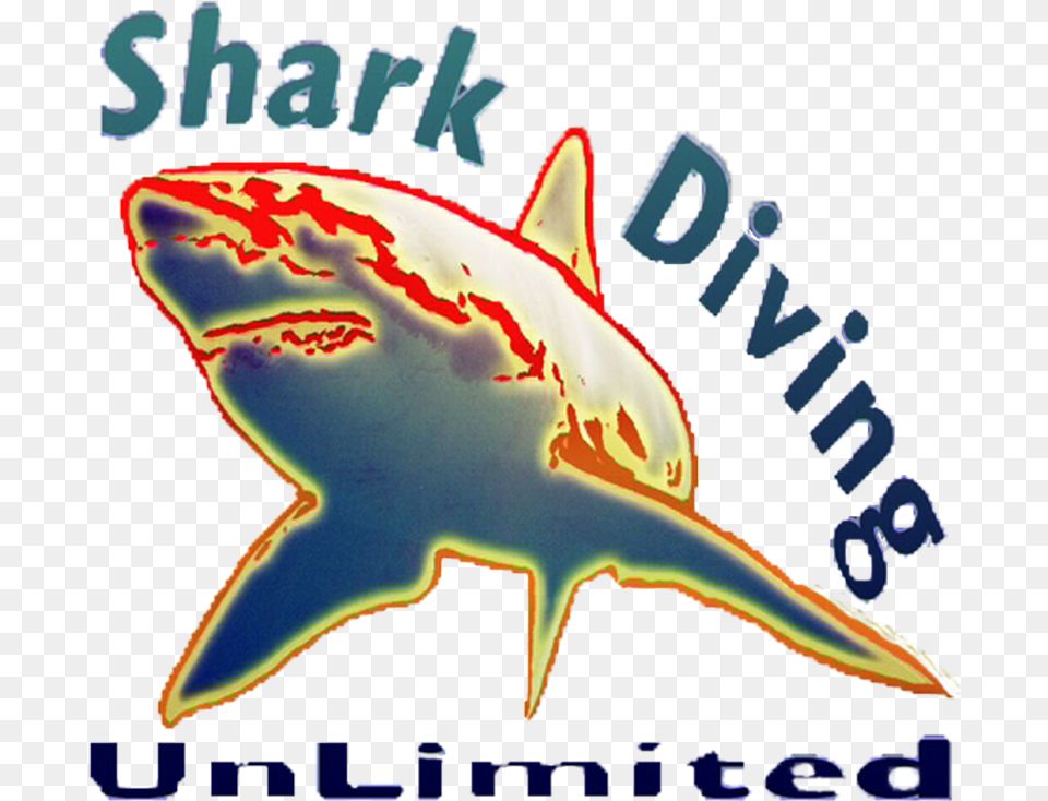 Great White Shark, Animal, Sea Life, Fish Png Image