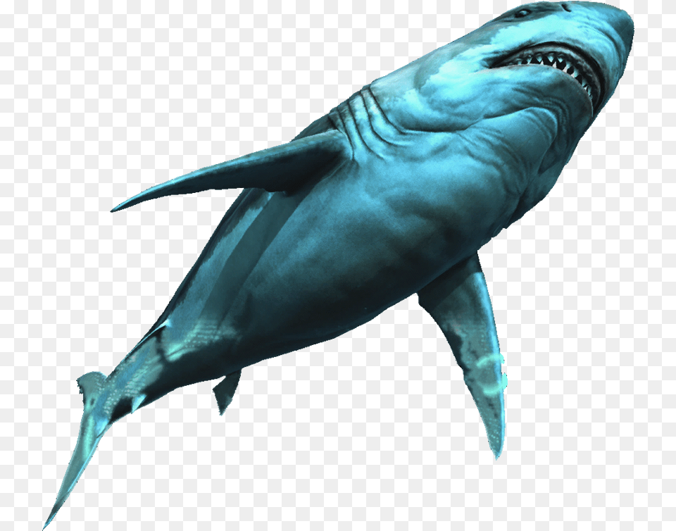 Great White Shark Assassin39s Creed 4 Black Flag Great White Shark, Animal, Sea Life, Fish Png