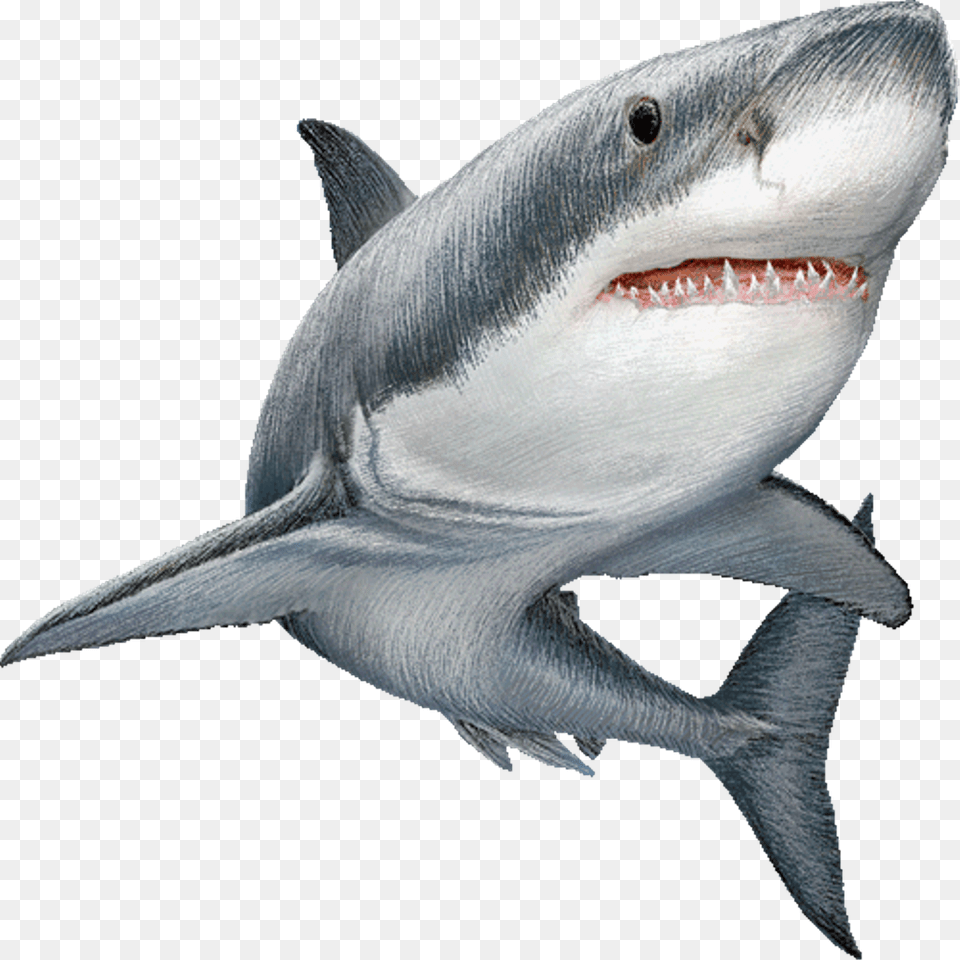 Great White Shark Clip Art Image Illustration Background Shark, Animal, Sea Life, Fish Free Png Download