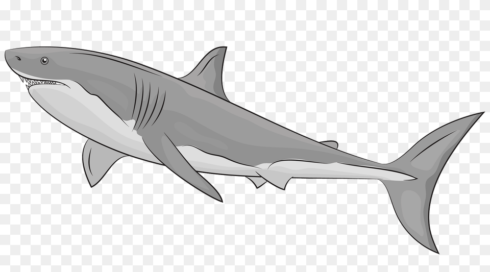 Great White Shark Clipart, Animal, Fish, Sea Life, Great White Shark Free Png Download