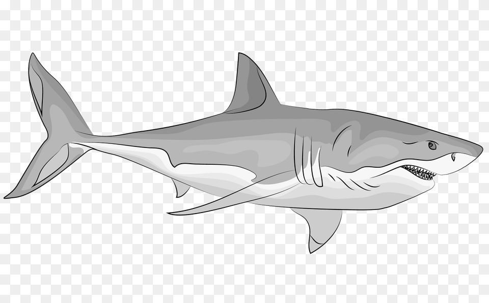 Great White Shark Clipart, Animal, Fish, Sea Life, Great White Shark Free Transparent Png