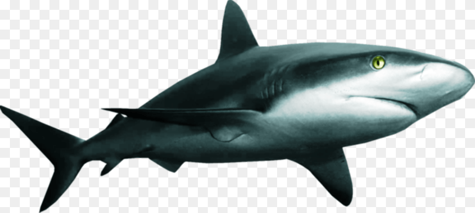Great White Shark Clipart Download Shark, Animal, Fish, Sea Life, Great White Shark Png