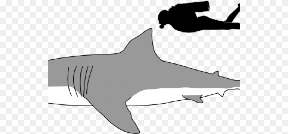 Great White Shark Clipart Foot Long Great White Shark Drawing Side View, Animal, Sea Life, Fish, Person Free Png