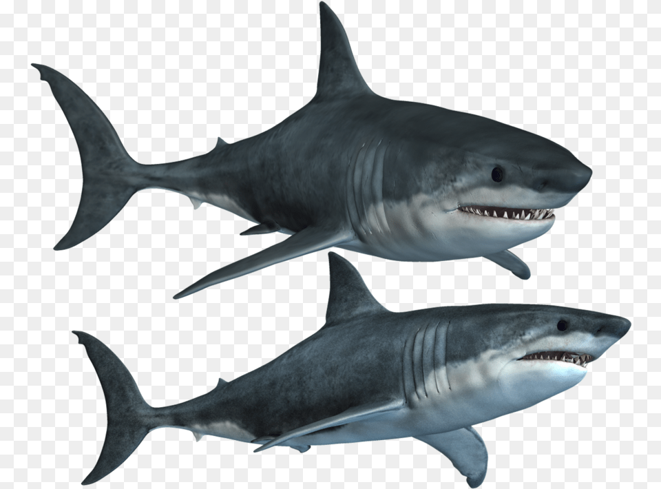 Great White Shark Clipart High Resolution Shark Transparent, Animal, Fish, Sea Life, Great White Shark Free Png