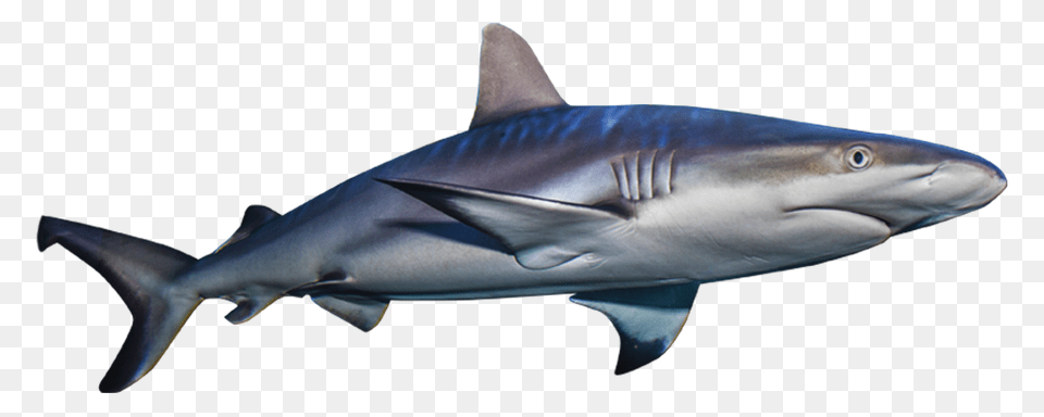 Great White Shark Clipart Invisible Sharks, Animal, Fish, Sea Life Png Image