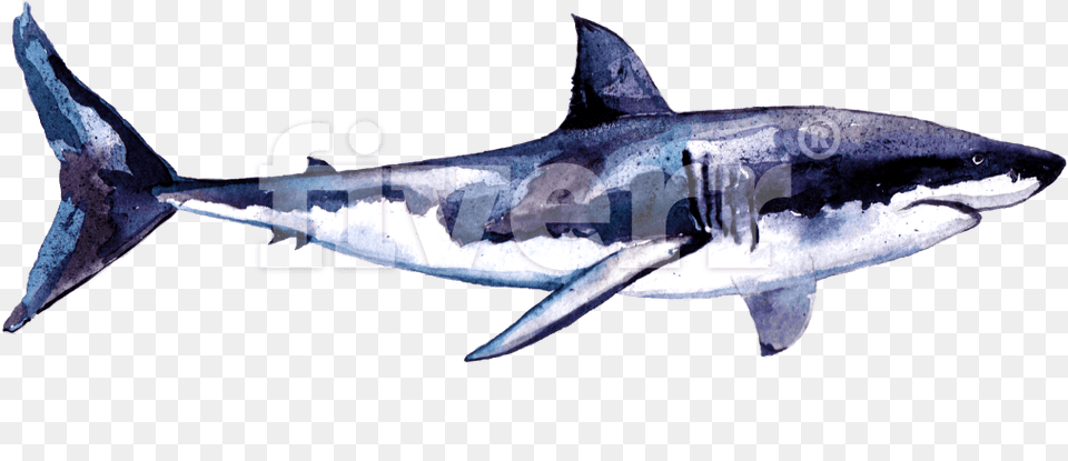 Great White Shark Bronze Hammerhead Shark, Animal, Fish, Sea Life, Great White Shark Free Png Download