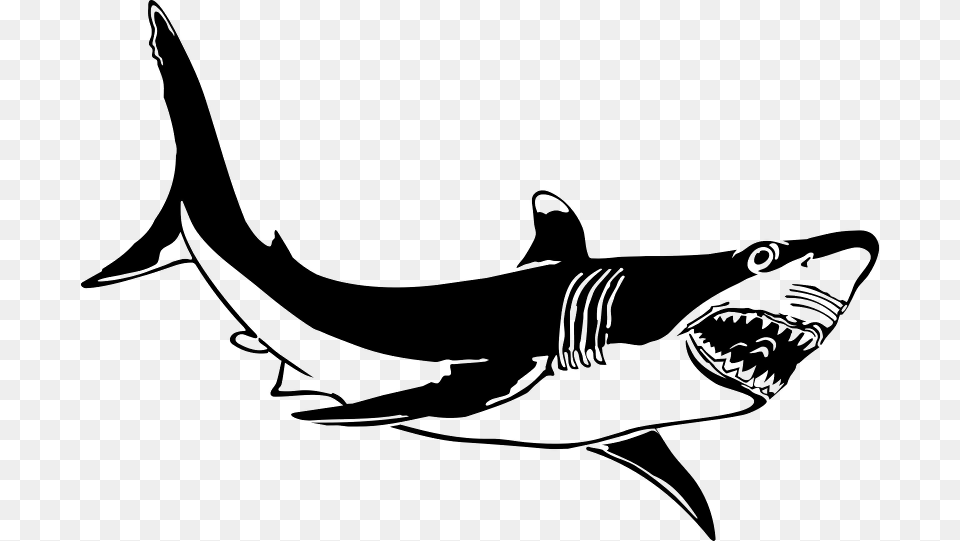 Great White Shark Vector, Gray Free Png Download