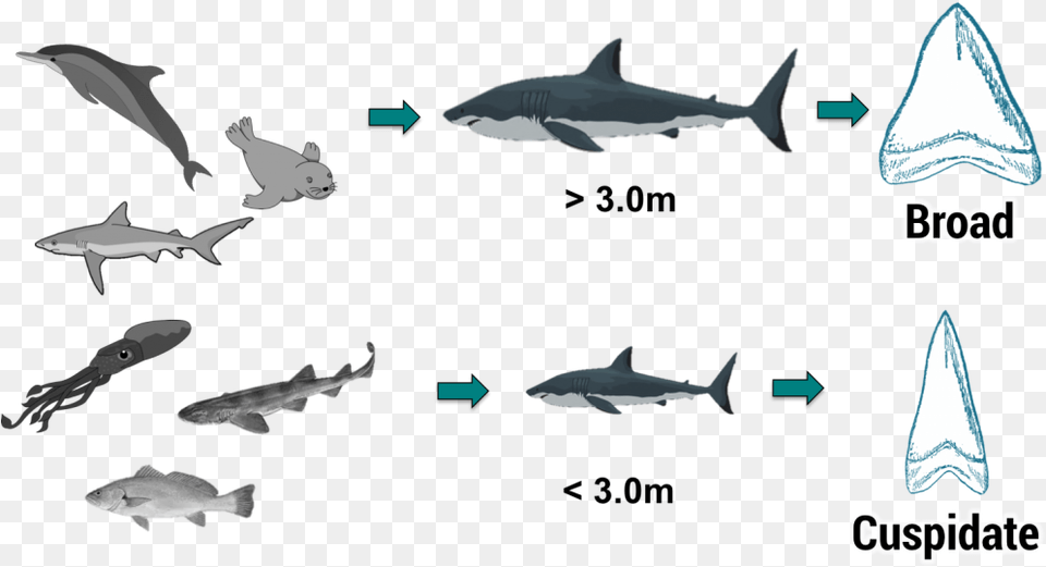 Great White Shark Food Chain, Animal, Fish, Sea Life Free Png
