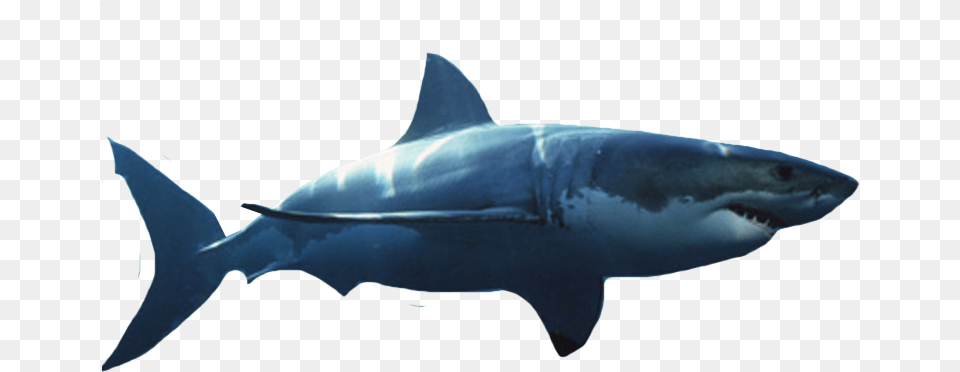 Great White Shark Great White Shark White Background, Animal, Fish, Sea Life, Great White Shark Free Png Download