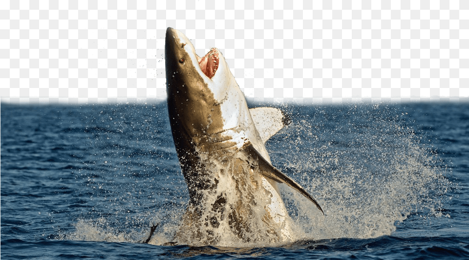 Great White Shark Megalodon Shark Attack Unmanned Aerial Shark Jumping Out Of Water Transparent, Animal, Sea Life, Fish Png Image
