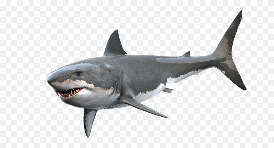 Great White Shark On Behance, Animal, Fish, Sea Life, Great White Shark Png Image