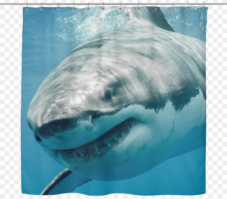 Great White Shark Shower Curtain Great White Shark Sharks, Animal, Fish, Great White Shark, Sea Life Free Transparent Png