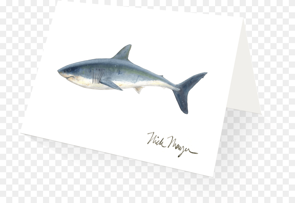 Great White Shark Tuna, Animal, Fish, Sea Life Free Png