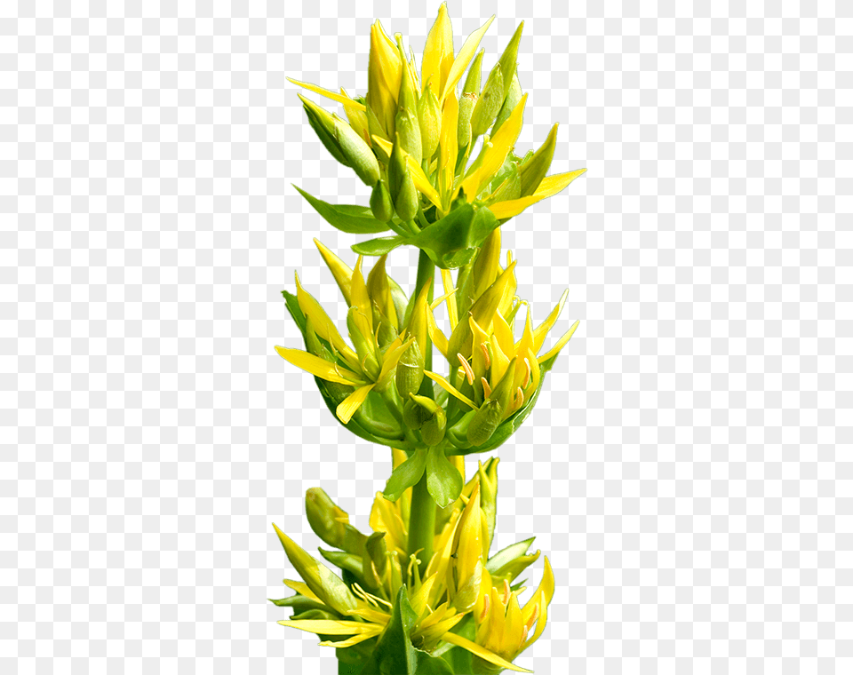 Great Yellow Gentian Bud, Flower, Plant, Sprout, Petal Png Image