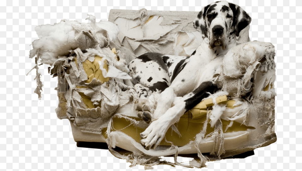 Greatdanecouch Dog Chews Up House, Animal, Canine, Mammal, Pet Free Png