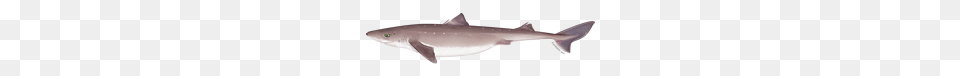 Greater Atlantic Fish Species Greater Atlantic Regional, Animal, Sea Life, Shark Free Transparent Png