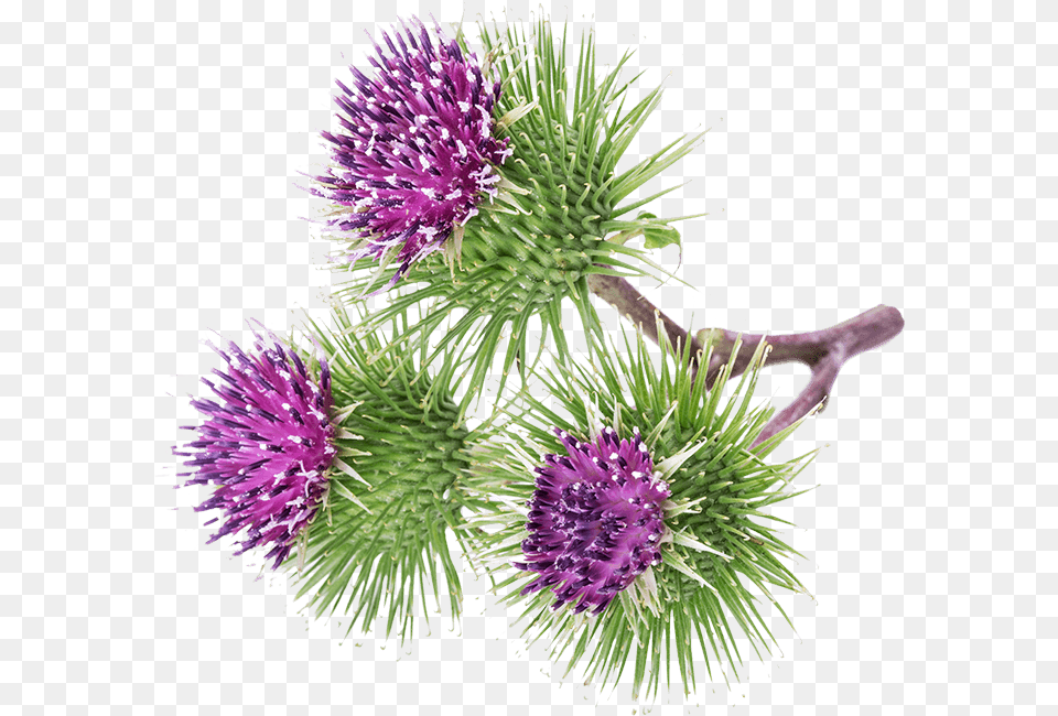 Greater Burdock Bardana, Flower, Plant, Thistle Free Png Download