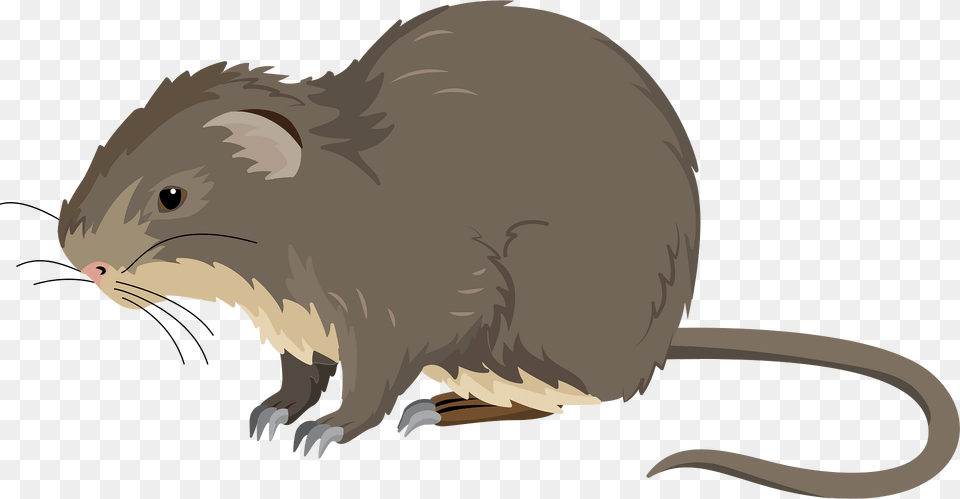 Greater Cane Rat Clipart, Animal, Mammal, Fish, Sea Life Free Png