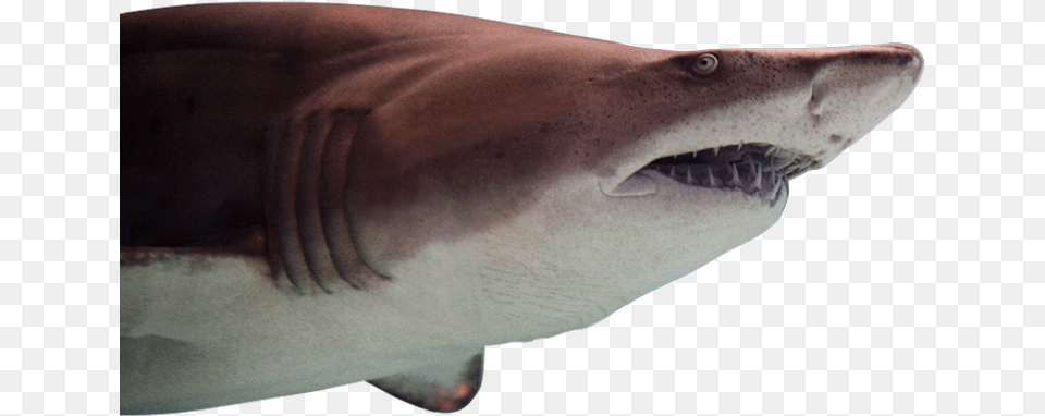 Greater Cleveland Aquarium Tiger Shark, Animal, Fish, Sea Life Png