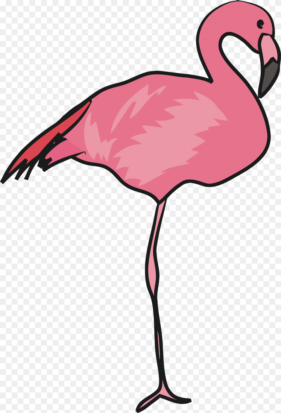 Greater Flamingo, Animal, Bird Png Image