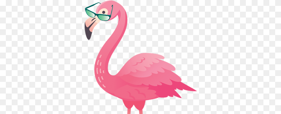 Greater Flamingo, Animal, Bird, Beak, Person Free Png